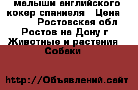 малыши английского кокер спаниеля › Цена ­ 4 500 - Ростовская обл., Ростов-на-Дону г. Животные и растения » Собаки   